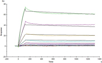 Human VEGF-D Protein, His Tag