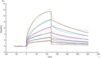 Human IL-12 R beta 1 Protein, Fc Tag