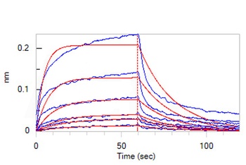 Human IFN-alpha / beta R1 Protein, His Tag