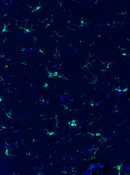 Guinea pig anti-IBA1 Antibody