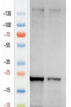 Guinea pig anti-IBA1 Antibody
