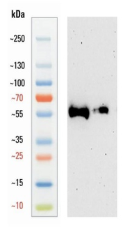 Guinea pig anti-GFAP Antibody
