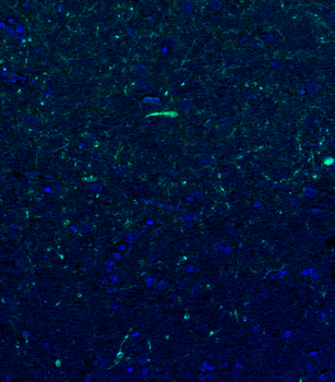 Guinea pig anti-Tubulin beta 3 Antibody