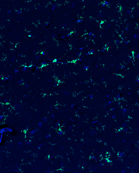 Chicken anti-IBA1 Antibody