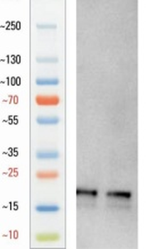Chicken anti-IBA1 Antibody