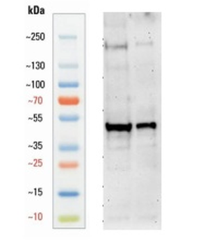 Chicken anti-GFAP Antibody