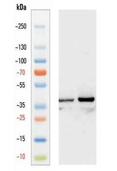 Goat anti-Synaptophysin Antibody