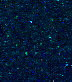 Goat anti-nNOS Antibody