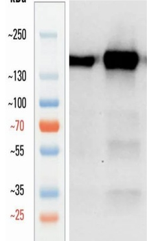 Goat anti-nNOS Antibody