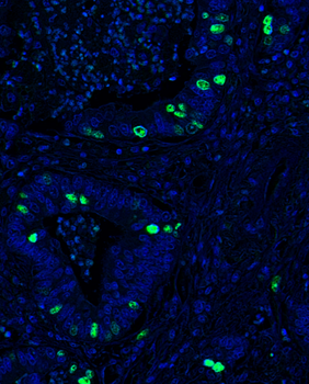 Goat anti-Ki67 Antibody