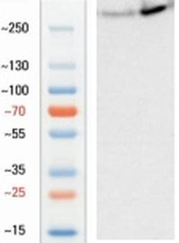 Goat anti-Ki67 Antibody