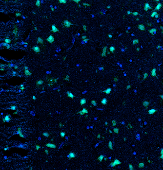 Goat anti-NeuN Antibody