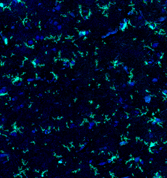 Goat anti-IBA1 Antibody