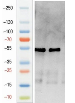 Goat anti-GFAP Antibody
