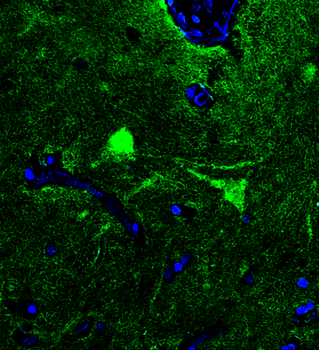 Goat anti-Tubulin beta 3 Antibody