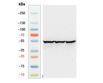 Goat anti-Tubulin beta 3 Antibody