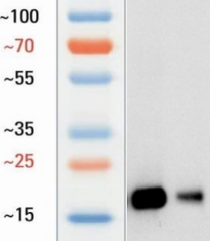 L-Lactyl-Histone H3 (Lys56)/H3K56la Antibody
