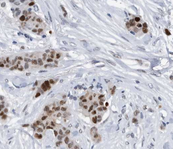 L-Lactyl-Histone H3 (Lys56)/H3K56la Antibody