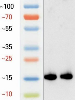 L-Lactyl-Histone H3 (Lys9)/H3K9la Antibody