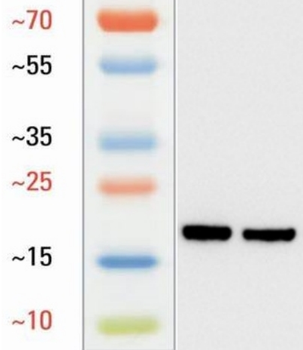 L-Lactyl-Histone H3 (Lys14)/H3K4la Antibody