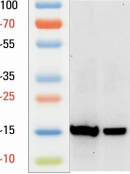 L-Lactyl-Histone H3 (Lys18)/H3K18la Antibody