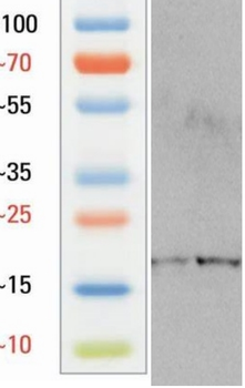 L-Lactyl-Histone H3 (Lys27)/H3K27la Antibody