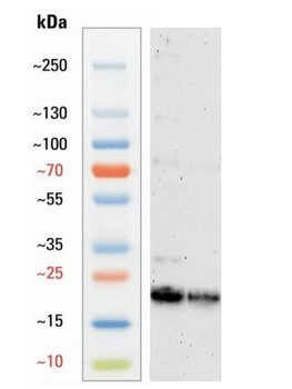 L-Lactyl-Histone H3 (Lys23)/H3K23la Antibody