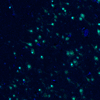 Guinea pig NeuN Antibody