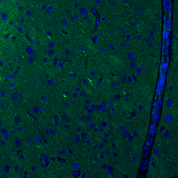 Chicken Tubulin beta 3 Antibody