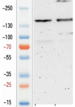 Goat collagen III Antibody