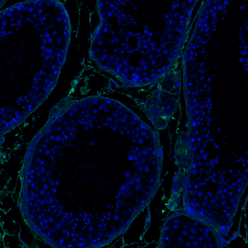 Goat collagen III Antibody