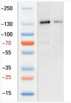 Goat collagen II Antibody