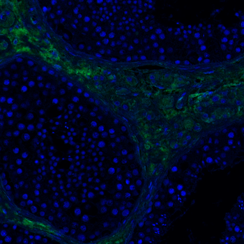 Goat collagen II Antibody