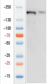 Goat collagen I Antibody