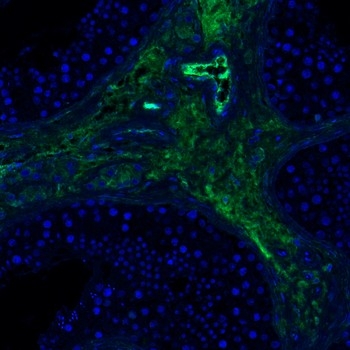 Goat collagen I Antibody