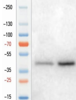 Goat P2RY12 Antibody