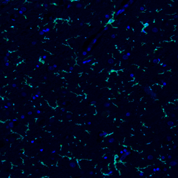 Goat P2RY12 Antibody