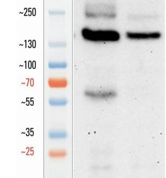 Goat CD11c Antibody