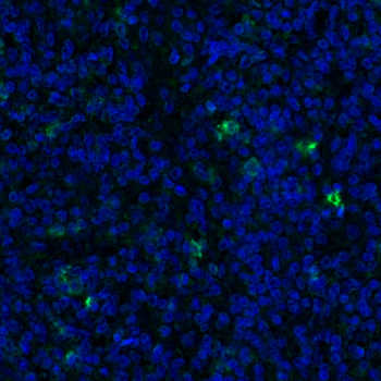 Goat CD11c Antibody