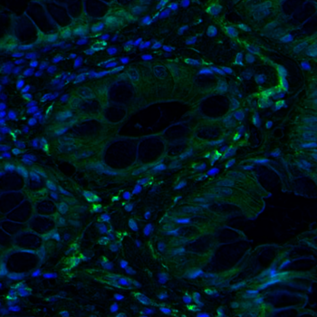 Goat Laminin Antibody