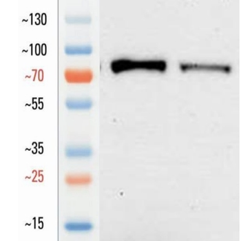 Goat Transferrin Receptor Antibody