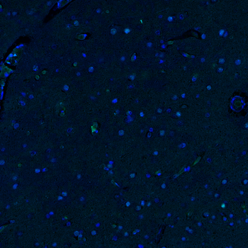 Goat Transferrin Receptor Antibody