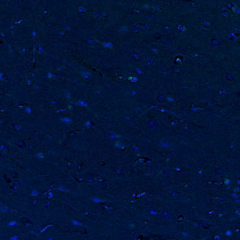 Goat GPX4 Antibody