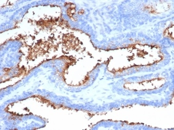ANPEP Antibody