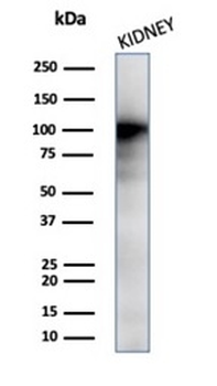 ANPEP Antibody