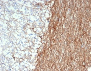 GFAP Antibody