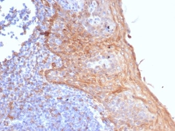 STING1 Antibody