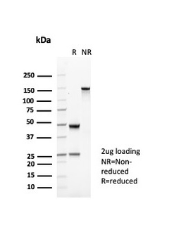 CR1 Antibody