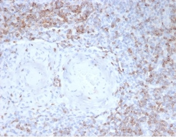 CD2 Antibody