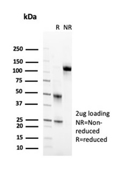 CD2 Antibody